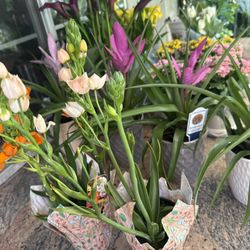 Lots Of Beautiful Plants Ready For Mothers Day!!!!❤️🌷🌿🪻🪴🌻