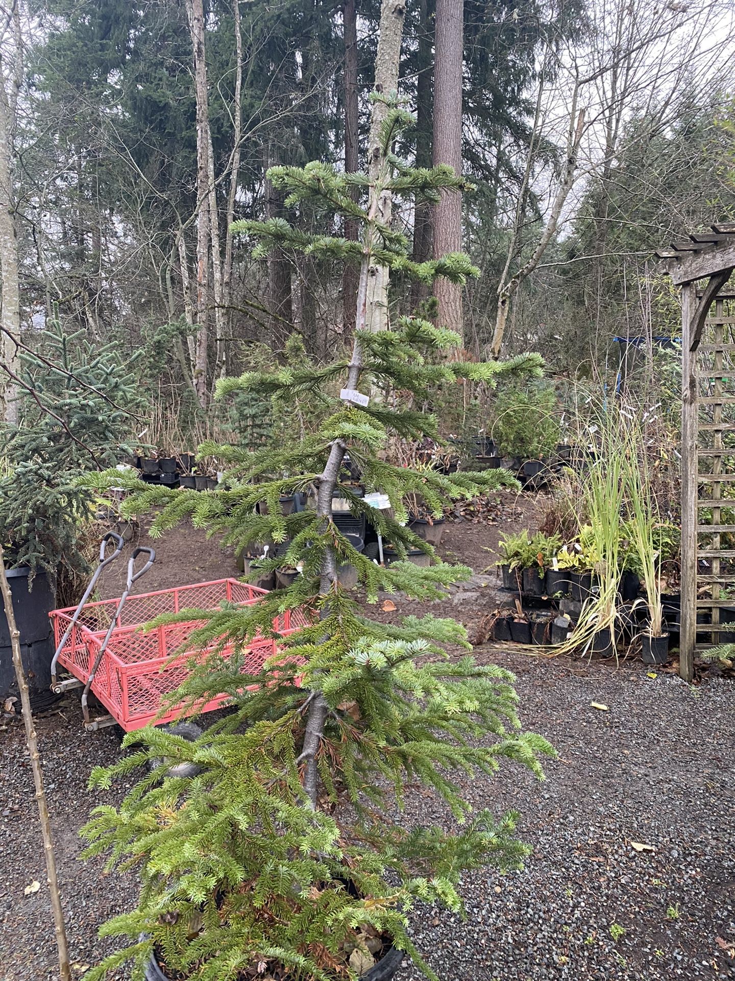 LIVE CHRISTMAS TREES for Sale in Puyallup, WA OfferUp