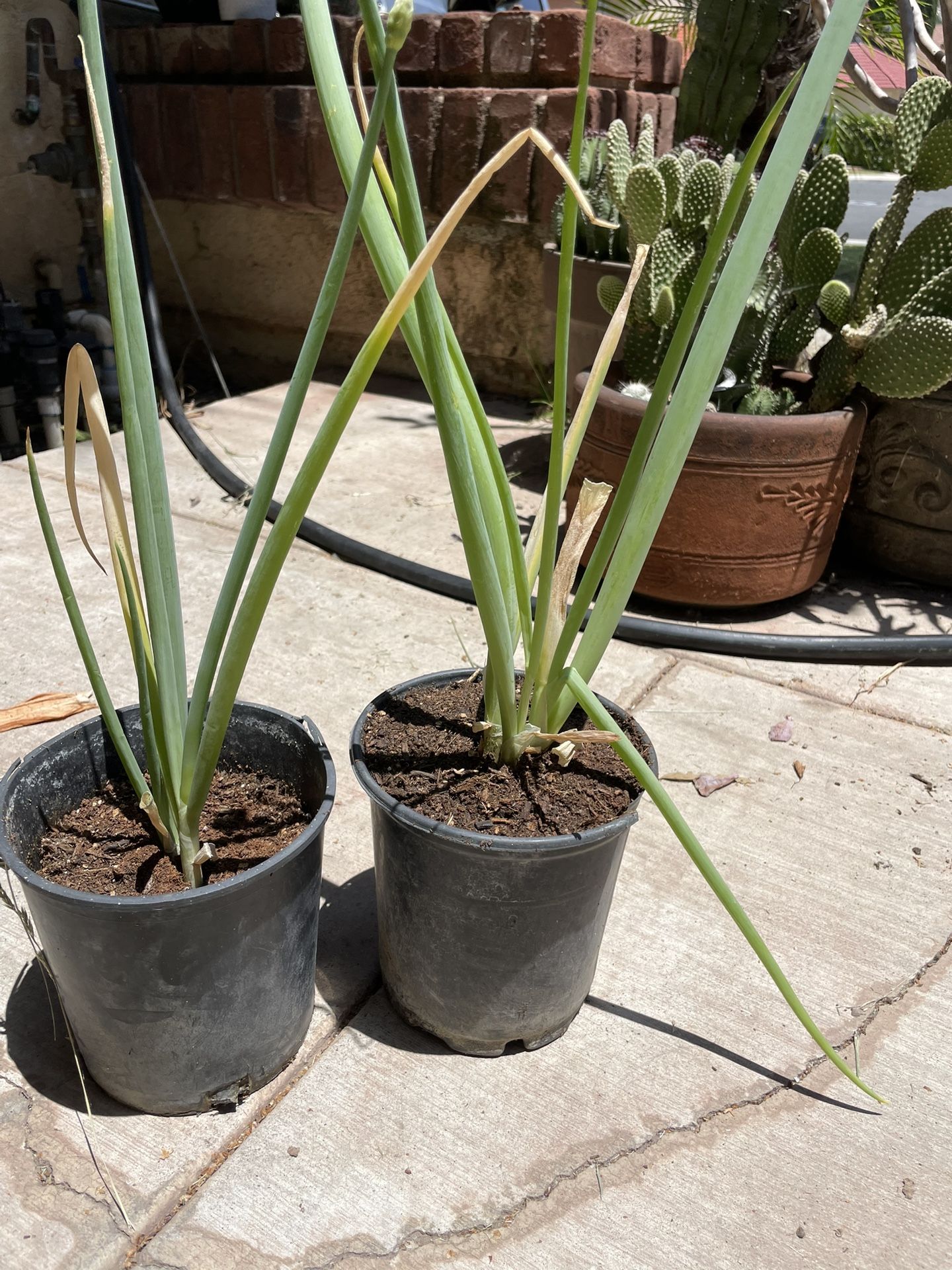 Green Onion Plants Buy One Get One 50% Off !