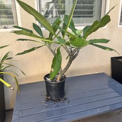 Plumeria, White With A Splash Of Yellow In The Middle NOID