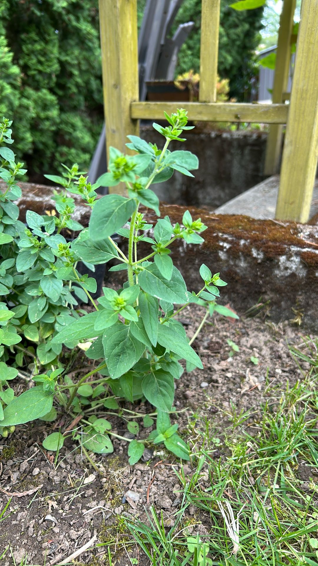 Oregano Plant