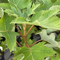 NURSERY & Greenhouse OPEN end Of Season Sale!