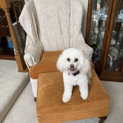 Chair-wing Back. It’s Orange. I Had This Beige Cover On It –DOG Not Included$45 P/up Upland 