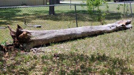 FREE - 19FT TREE TRUNK