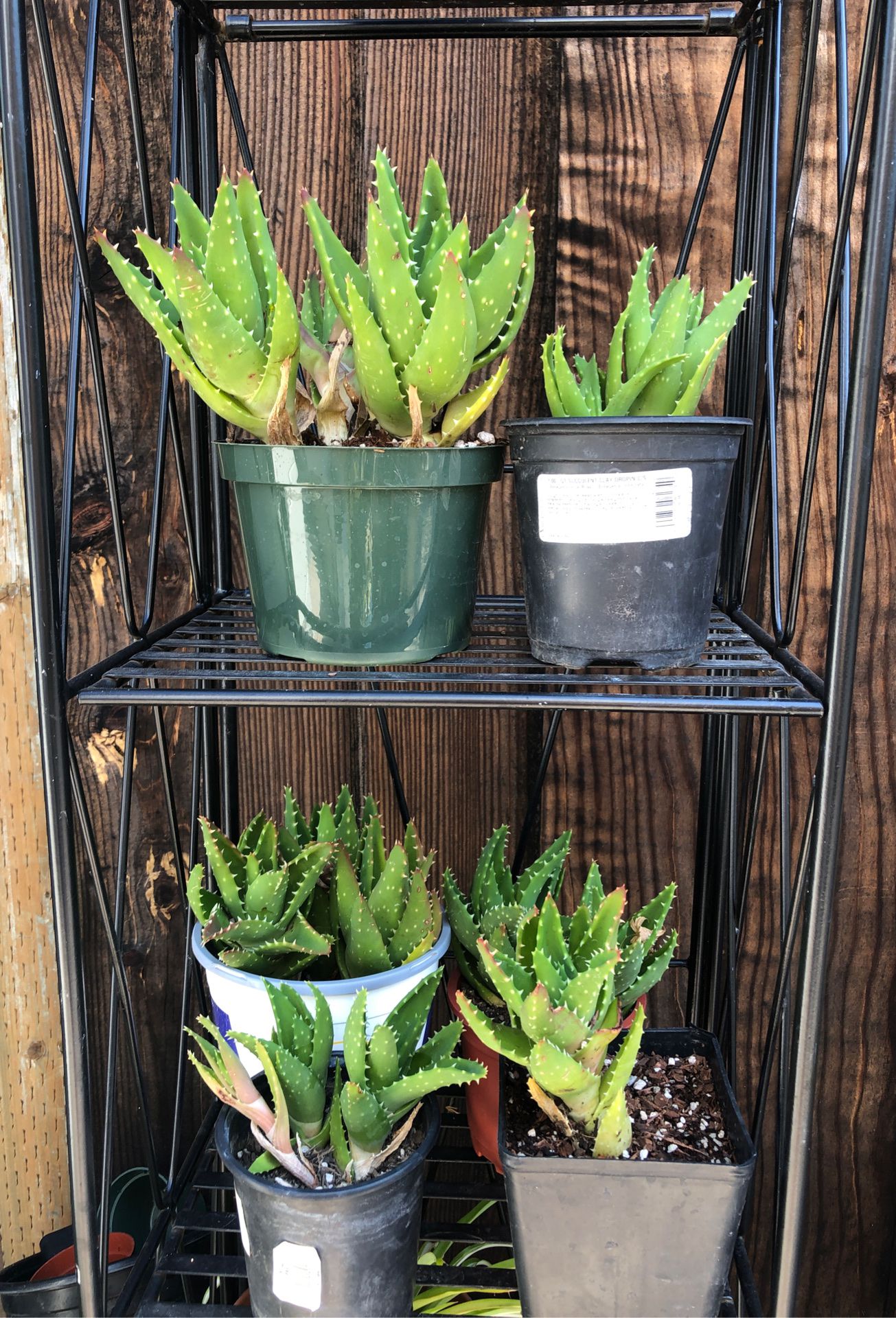 Aloe plants