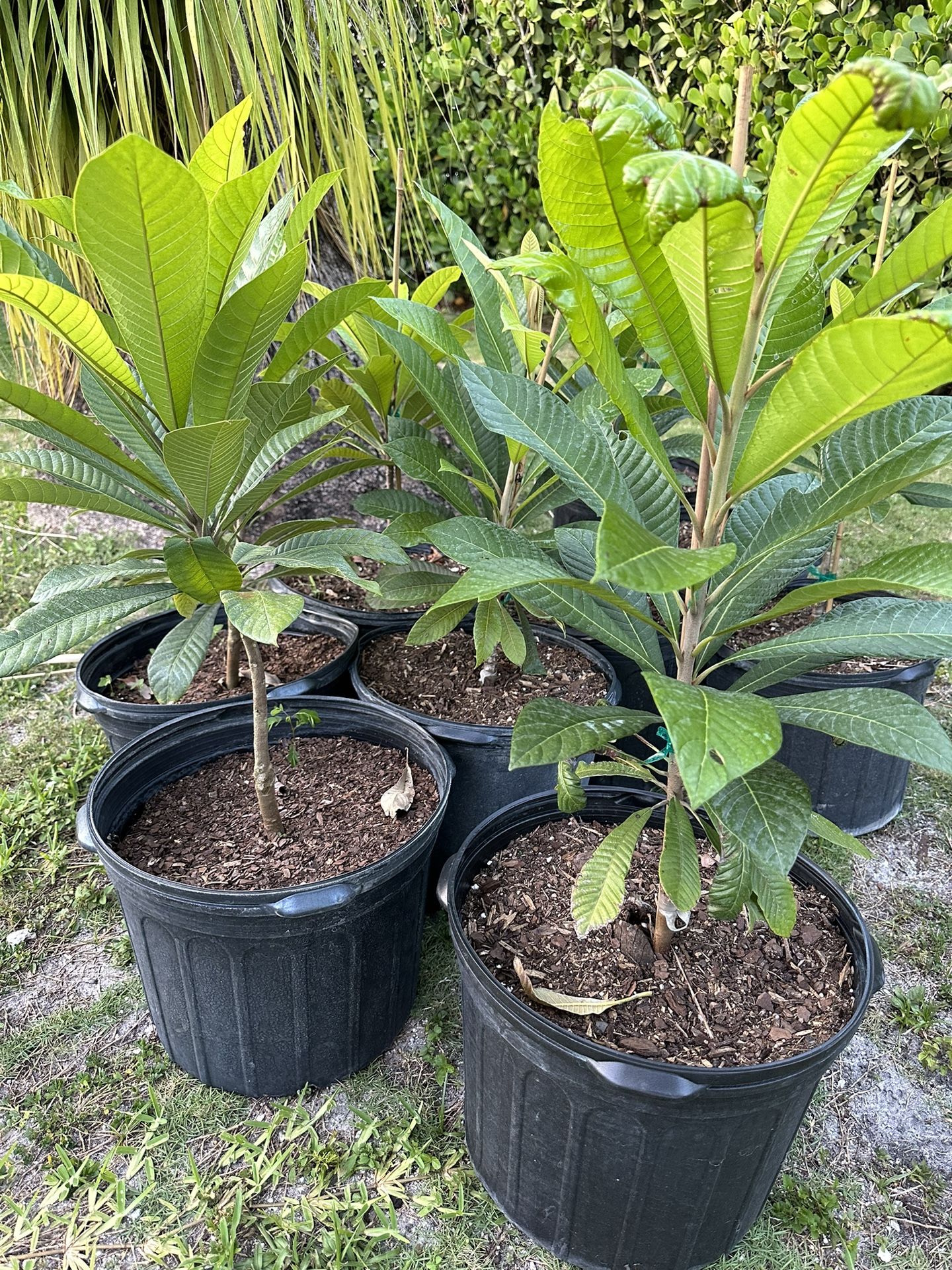 Mamey Tree For Sale