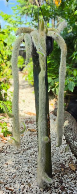 Monkey Tail Cactus