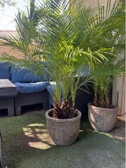 Ceramic stone pot with Pygmy palm preplanted.