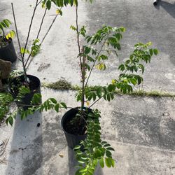 Starfruit tree