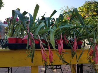 Billbergia shade or Queen tears great as a hanging plant or in a pot