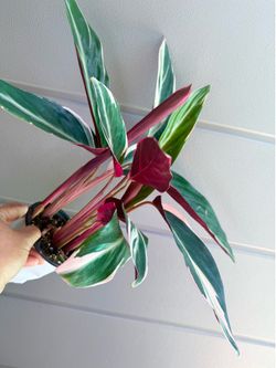 Plants (4”pot🌿Stromanthe Triostar)