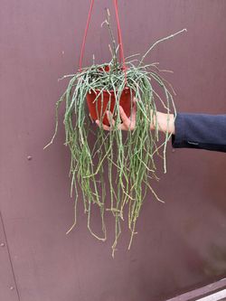 6” bundle of sticks