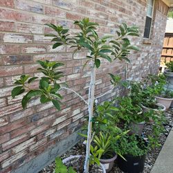 🍋 Organic Fruit Trees, Plants & Garden Items for Sale