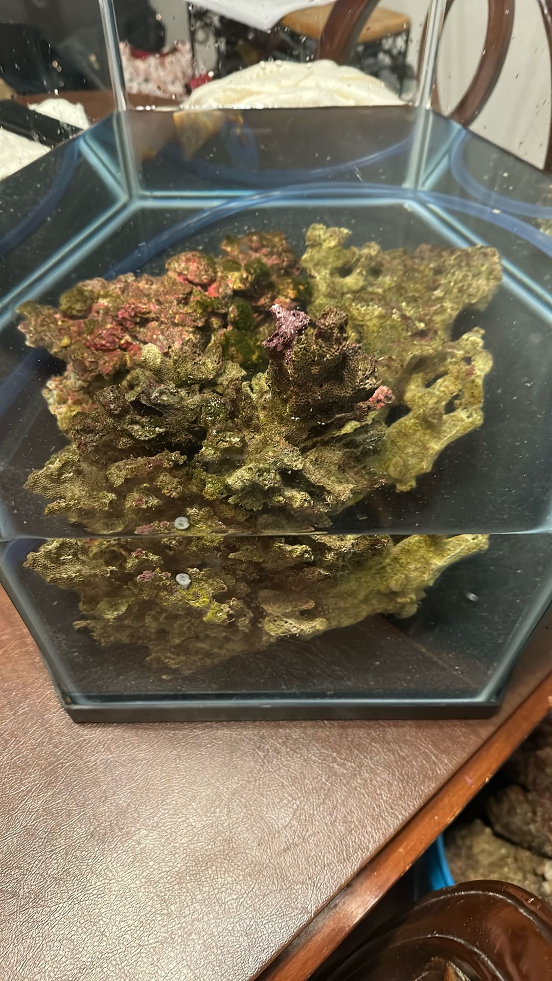 Fish Tank