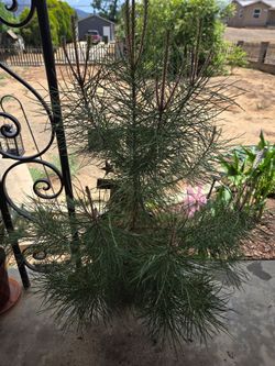 Pine trees