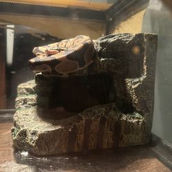 snake