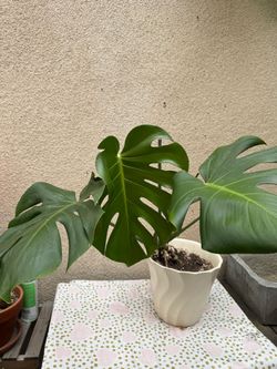 Monstera Deliciosa Live Plant