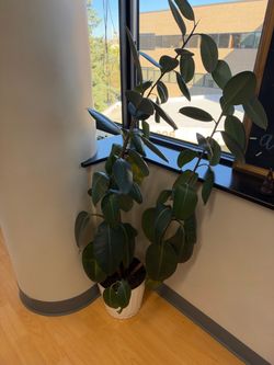 Large live Plants
