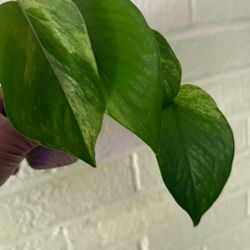 Snow Queen Pothos 