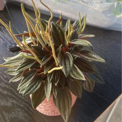 Cute Indoor Plant With Ceramic Pot 