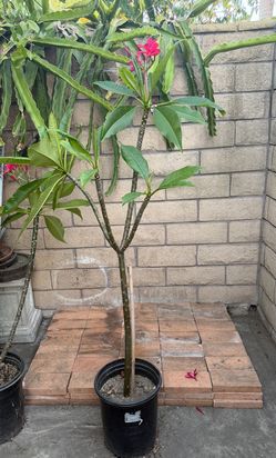 Plumeria