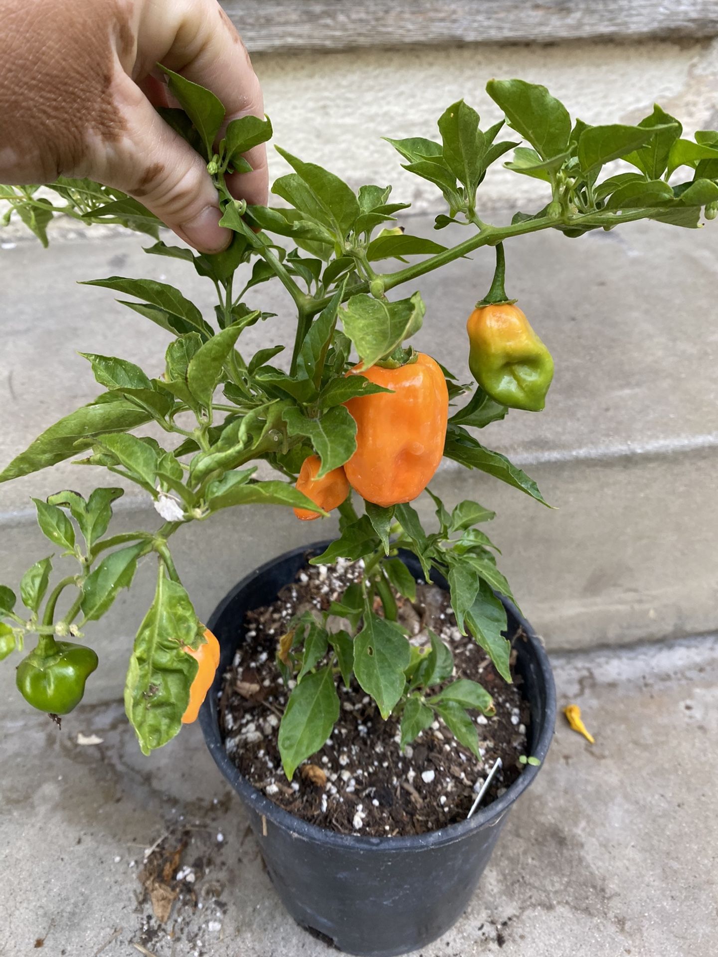 AbanderĂ³ Pepper Plant In 1 Gallon Pot Pick Up Only