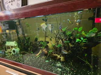 Aquarium tank