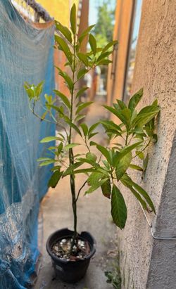 Avocado tree. Arbol de aguacate