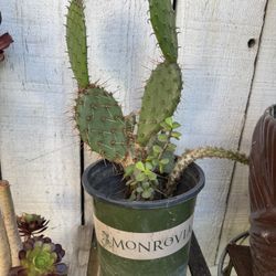 Cactus