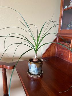 Ponytail Palm