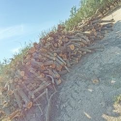 Almond Firewood
