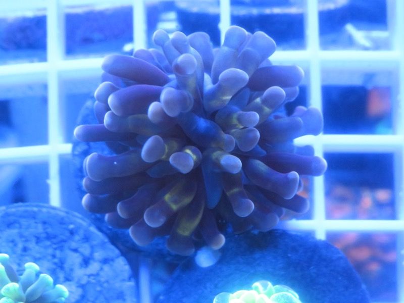 Coral Reefs - Frags for sale - SPS LPS ZOAS PALYS & 🍄