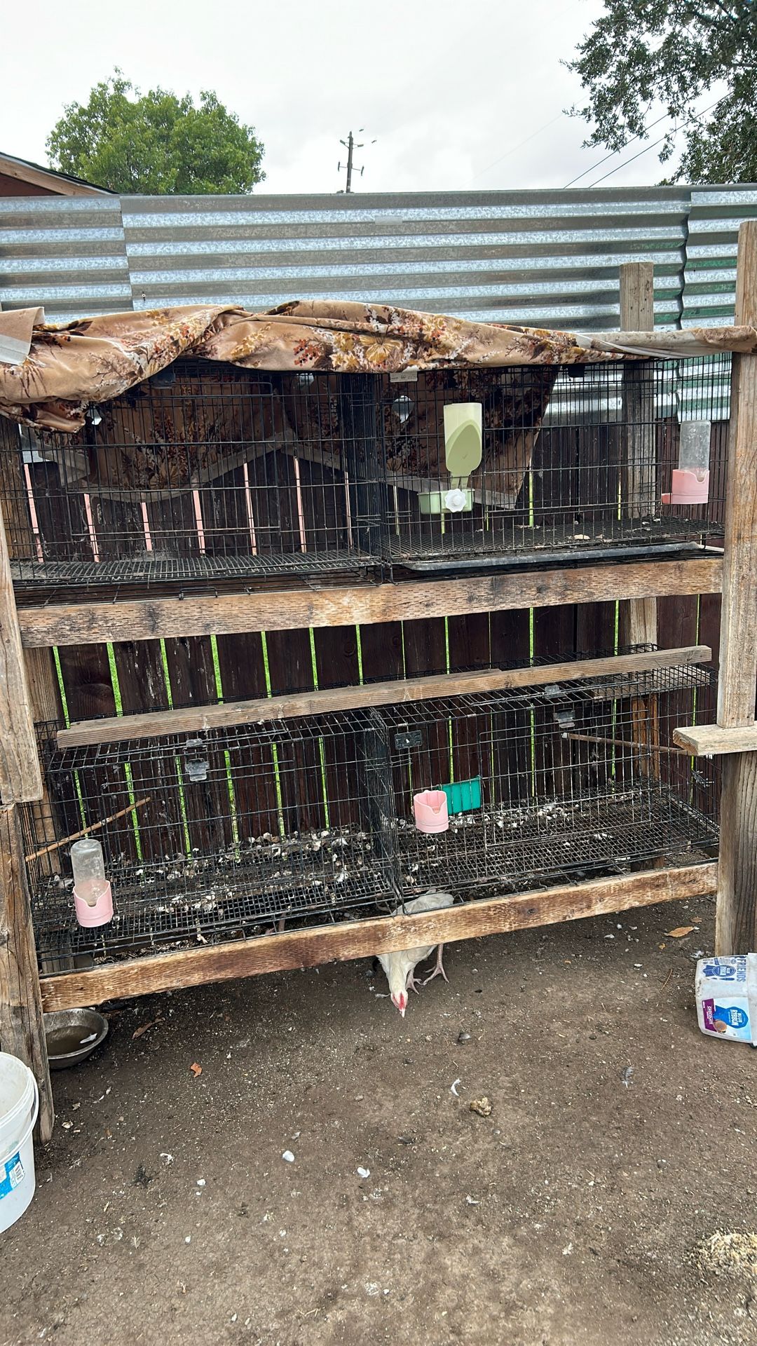 Cages 