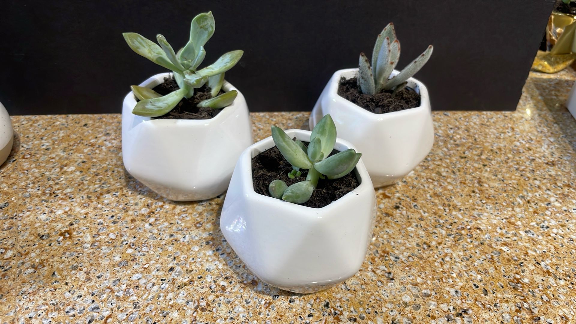 Live Succulent Plant Gift For Any Occasion 