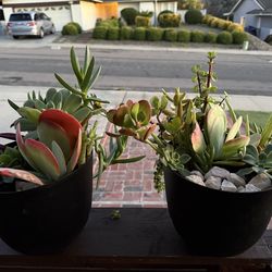 Succulent arrangement in self watering planter