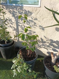 Pakistan Mulberry