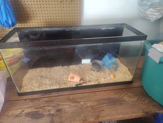 Fish Tank Not Sure The Suze