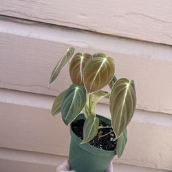 4” Philodendron Melano