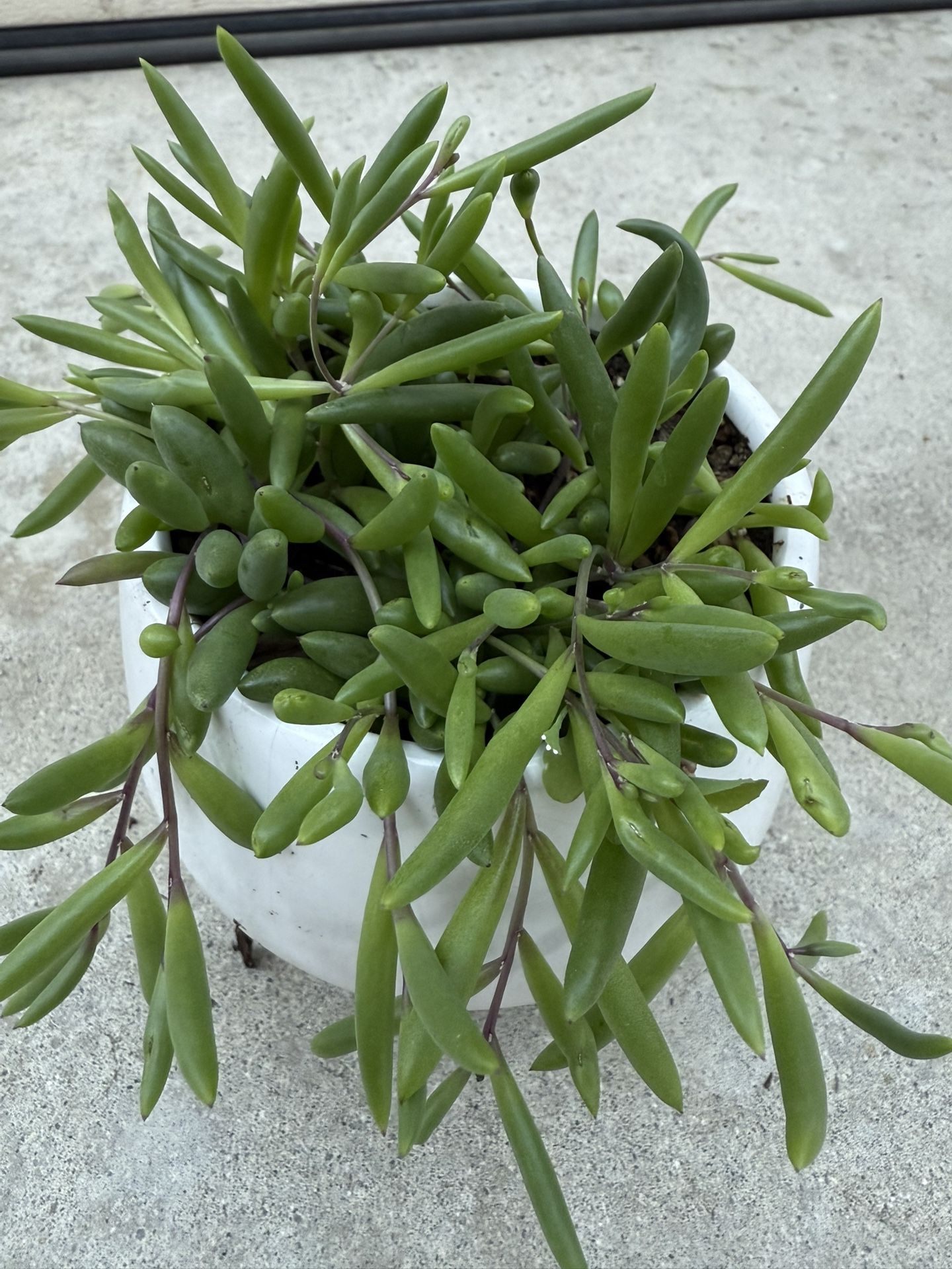 String Of jewels In A Nice Ceramic Pot $12