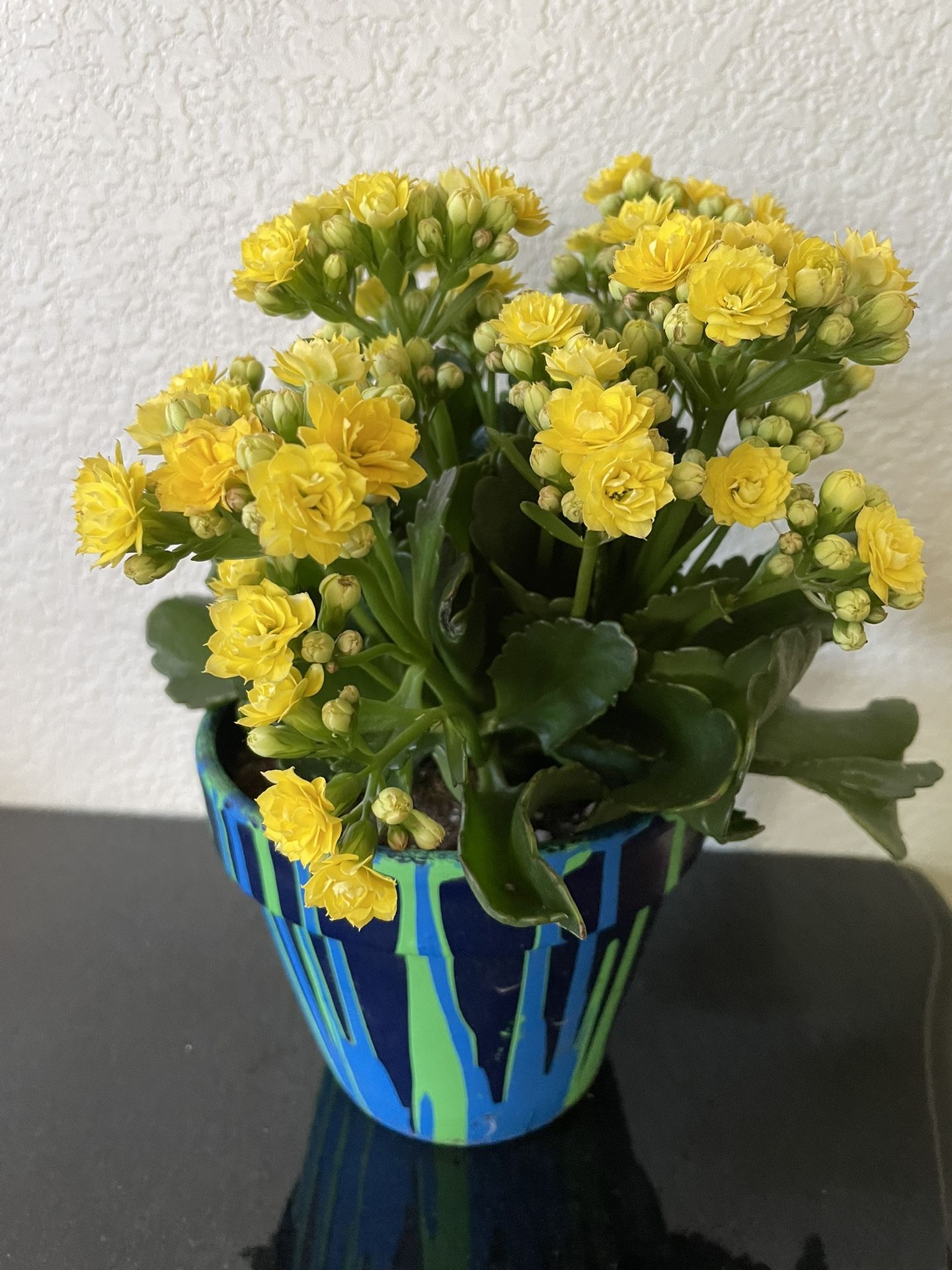 Gorgeous Blooming Kalancho Succulent