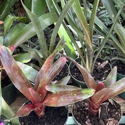 Assorted Beautiful Bromeliads 