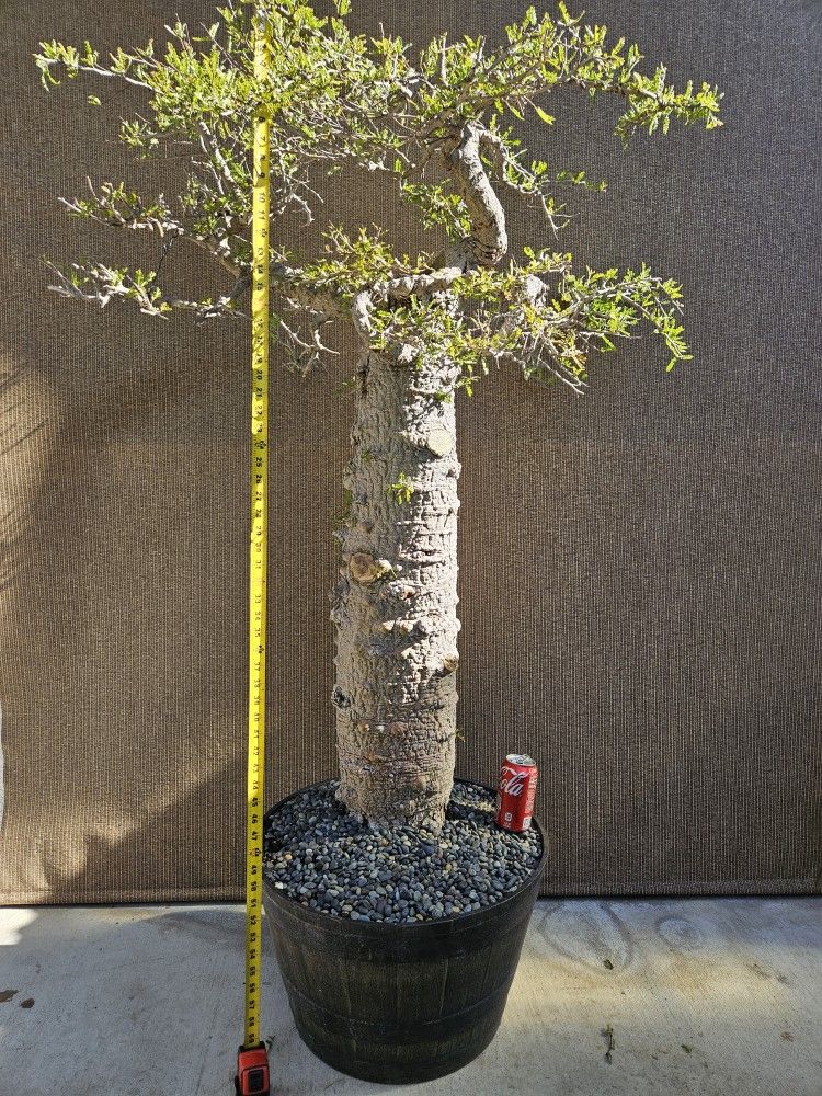 Old Operculicarya Decaryi Bonsai Tree - www.disolcolor.com