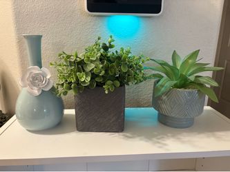 Decor plants