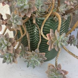 Succulents 