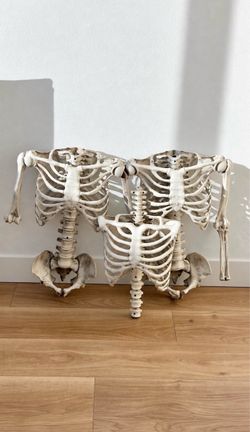 Assorted Halloween Decorative Skeleton Torsos