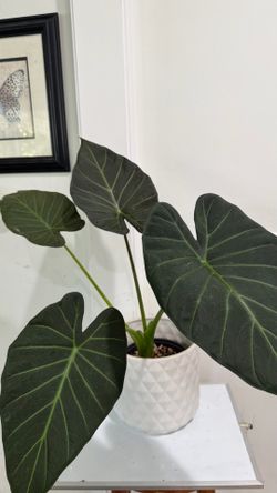 Alocasia Regal Shields