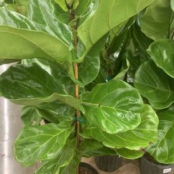 Fiddle Leaf Fig Tree