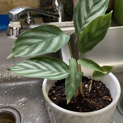 Prayer Plant
