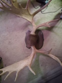 Moose antlers