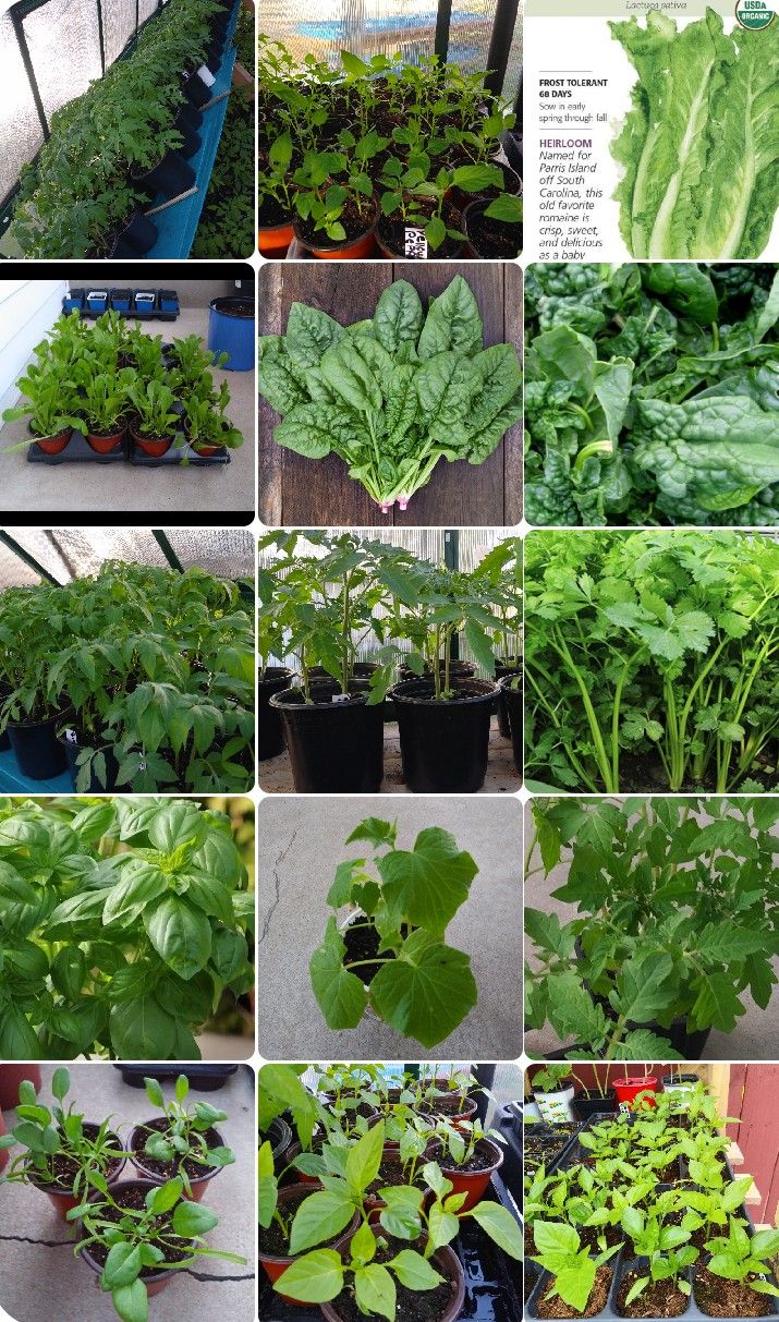 Please read in description🙏🙏 Organic Vegetable plants for sale April 19th and 20th From 9am-3pm